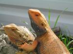 Bearded Dragon (<i>Pogona vitticeps</i>) Adult pair